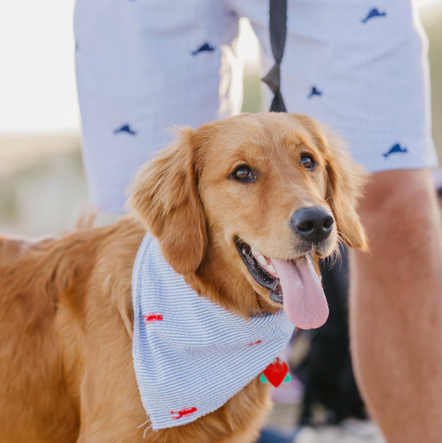 Custom Embroidered Seersucker Logo Dog Bandanas